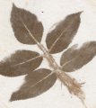 impression botanique ou Hapazome, c'est le frappage de plante et post mordançage au fer