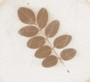 impression botanique, hapazome, feuilles d'accacia