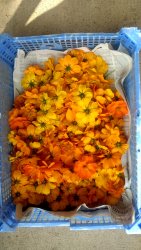 cosmos sulphureux, Stage Teinture végétale, ADN Laine 71220 pressy sous dondin, en Bourgogne du Sud