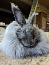 lapine angora, Stage de feutre, à ADN Laine, 71220 Pressy Sous Dondin, en Bourgogne du sud