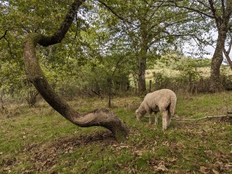atelier laine enfant à ADN Laine 71220 Pressy Sous Dondin en Bourgogne du Sud