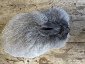 lapine angora, Stage de feutre, à ADN Laine, 71220 Pressy Sous Dondin, en Bourgogne du sud