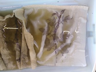 Stage Hapazome, plantes à tanins, teinture végétale, ADN Laine en Bourgogne du Sud