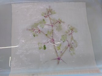 Stage Hapazome, plantes à tanins, teinture végétale, ADN Laine en Bourgogne du Sud
