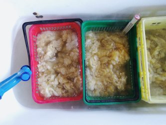 formation tri des toisons et lavage de laine de brebis