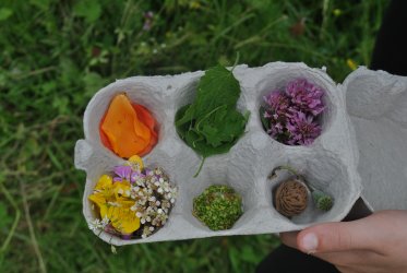 Récoltes de plantes pour l'atelier peinture naturelle pour enfants