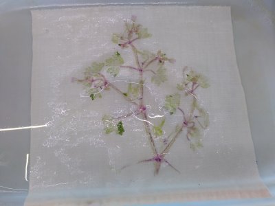 Stage Hapazome, plantes à tanins, teinture végétale, ADN Laine en Bourgogne du Sud