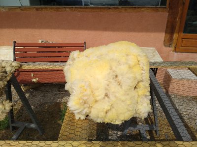 formation tri des toisons et lavage de laine de brebis