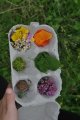 Récoltes de plantes pour l'atelier peinture naturelle pour enfants