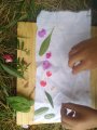 Feuilles et fleurs pour frappage de plantes, Hapazome ou tataki-zomé