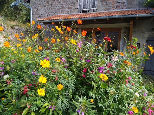Plantes colorantes devant l'atelier ADN laine