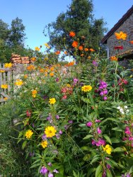 Plantes colorantes pour la teinture végétale devant l'atelier ADN laine