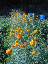 Oeillet d'indes au jardin - <p>Tagetes buissonantes pour récolte</p>