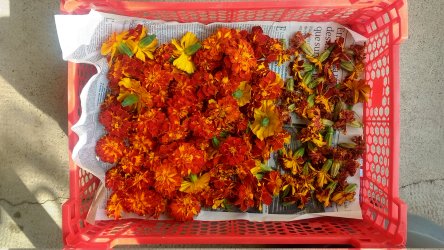 Recolte de tagetes 