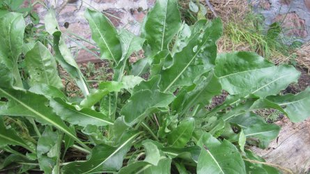 Pastel des teinturier (isaatis tinctoria) pour récolte de pigment Indigo